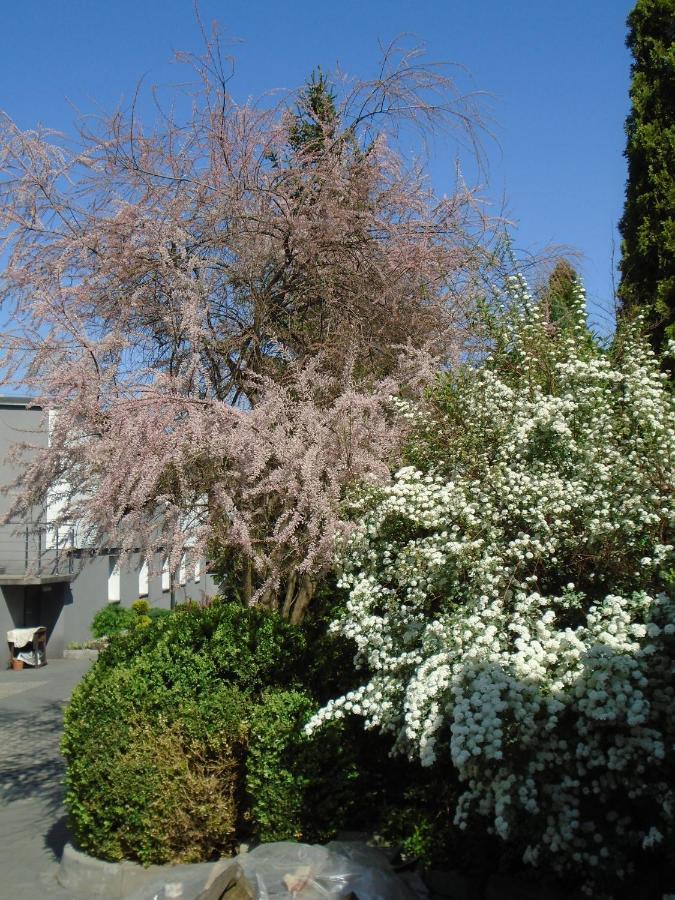 Villa Art Korab 格利维采 外观 照片